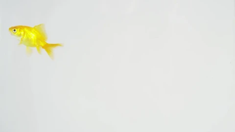 Stock Video Fish Swimming Around Live Wallpaper For PC - Free Live Wallpaper