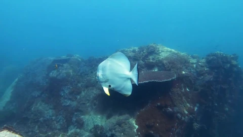 Stock Video Fish Swimming In A Reef Calmly Live Wallpaper For PC - Free Live Wallpaper
