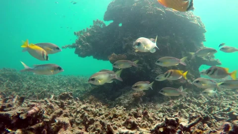 Stock Video Fish Swimming Around A Bay In Thailand Live Wallpaper For PC - Free Live Wallpaper