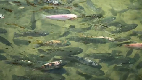 Stock Video Fish Swimming Along In A Pond Live Wallpaper For PC - Free Live Wallpaper