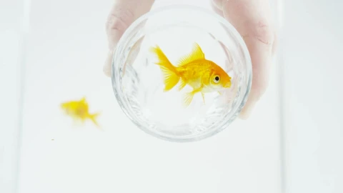 Stock Video Fish In A Glass Live Wallpaper For PC - Free Live Wallpaper