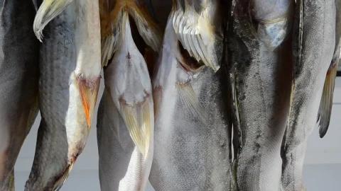 Stock Video Fish Hanging In A Market Live Wallpaper For PC - Free Live Wallpaper