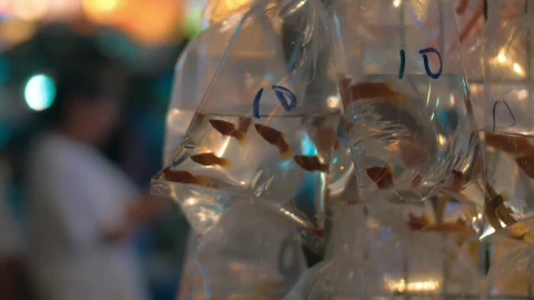 Stock Video Fish For Sale At A Market Stall Live Wallpaper For PC - Free Live Wallpaper