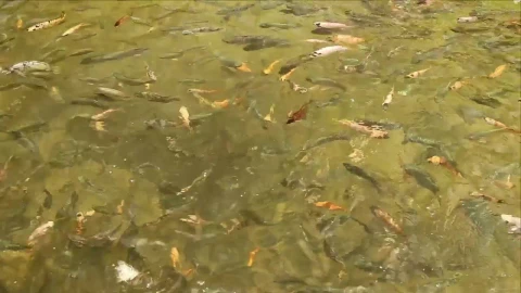 Stock Video Fish Feeding In A Large Pond Live Wallpaper For PC - Free Live Wallpaper