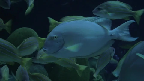 Stock Video Fish At An Zoo In Thailand Live Wallpaper For PC - Free Live Wallpaper