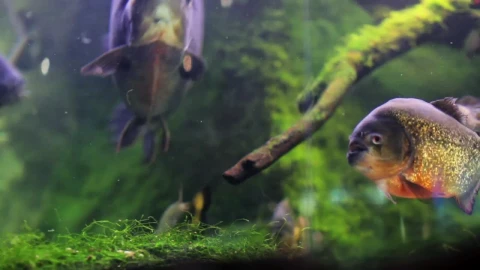 Stock Video Fish And Moss In A Fish Tank Live Wallpaper For PC - Free Live Wallpaper