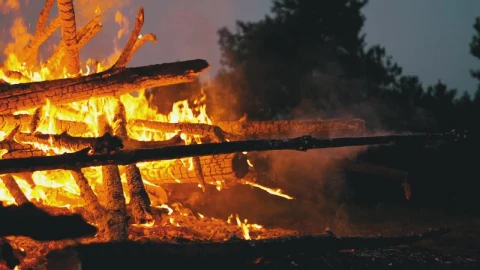 Stock Video Firewood Burning In A Forest Close Up Live Wallpaper For PC - Free Live Wallpaper