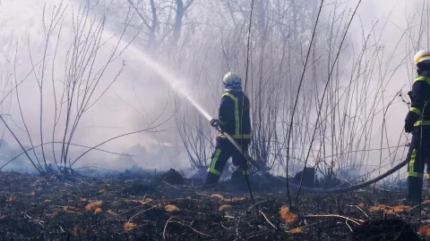 Stock Video Firefighters Throwing Water In The Woods Live Wallpaper For PC - Free Live Wallpaper