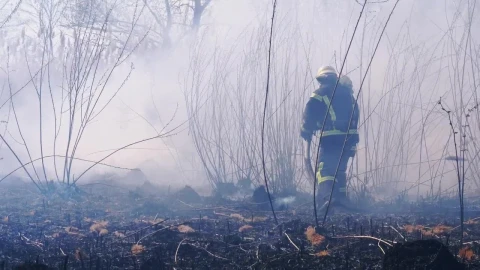 Stock Video Firefighters Extinguishing A Fire In The Woods Live Wallpaper For PC - Free Live Wallpaper