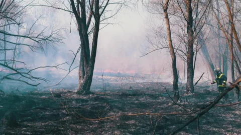 Stock Video Firefighter Running In A Fire In The Forest Live Wallpaper For PC - Free Live Wallpaper