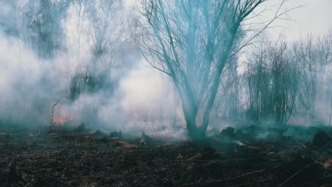 Stock Video Fire In The Woods With A Lot Of Smoke Live Wallpaper For PC - Free Live Wallpaper
