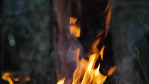 Stock Video Fire In Front Of Tree Trunk Live Wallpaper For PC - Free Live Wallpaper
