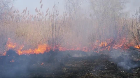 Stock Video Fire Consuming Dry Grass In The Forest Live Wallpaper For PC - Free Live Wallpaper