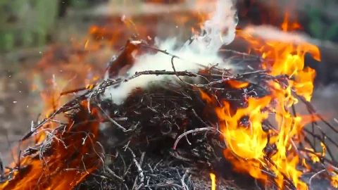 Stock Video Fire Consuming Dry Branches Live Wallpaper For PC - Free Live Wallpaper