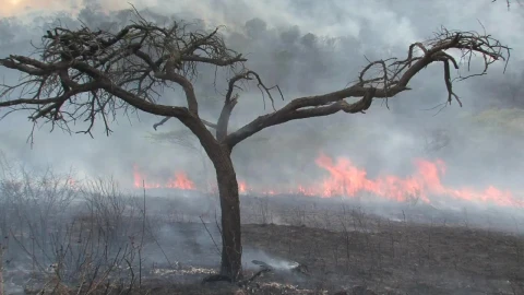 Stock Video Fire Burning On The Forest Live Wallpaper For PC - Free Live Wallpaper
