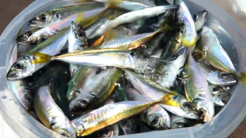 Stock Video Filling A Bowl Full Of Fish Live Wallpaper For PC - Free Live Wallpaper