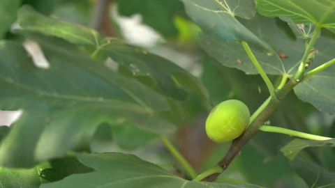 Stock Video Fig Growing In A Tree Live Wallpaper For PC - Free Live Wallpaper