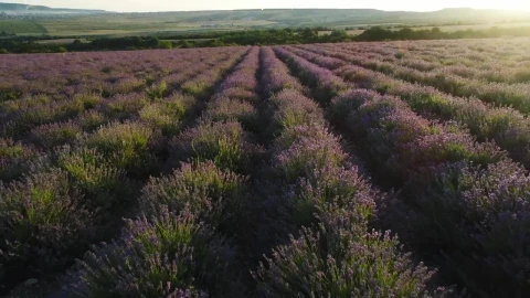Stock Video Fields Of Lavender Plants Live Wallpaper For PC - Free Live Wallpaper