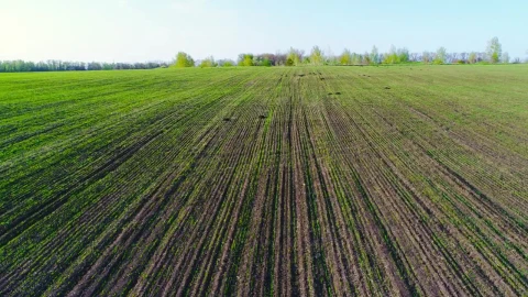 Stock Video Fields Of Crops In The Countryside Live Wallpaper For PC - Free Live Wallpaper