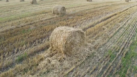 Stock Video Field With Grass Rolls Live Wallpaper For PC - Free Live Wallpaper