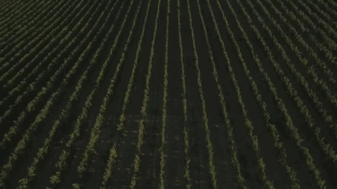 Stock Video Fields In Tuscany Live Wallpaper For PC - Free Live Wallpaper