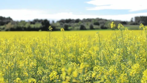Stock Video Field Of Yellow Flowers Live Wallpaper For PC - Free Live Wallpaper