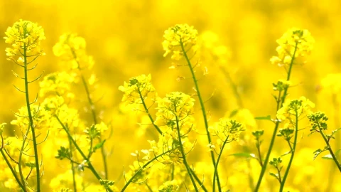 Stock Video Field Of Yellow Flowers Shallow Focus Live Wallpaper For PC - Free Live Wallpaper