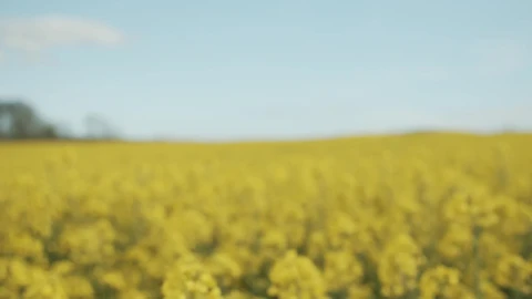 Stock Video Field Of Yellow Crops In Hazy Sunshine Live Wallpaper For PC - Free Live Wallpaper