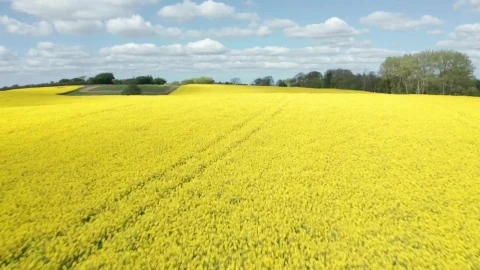 Stock Video Field Of Yellow Crops By A Lake Live Wallpaper For PC - Free Live Wallpaper