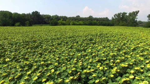 Stock Video Field Of Sunflowers In Nature On A Sunny Day Live Wallpaper For PC - Free Live Wallpaper