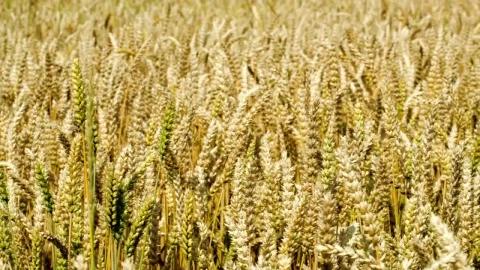 Stock Video Field Of Wheat Before The Harvest Season Live Wallpaper For PC - Free Live Wallpaper