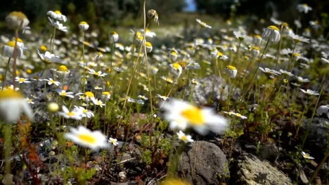 Stock Video Field Of Daisies Close Up Live Wallpaper For PC - Free Live Wallpaper