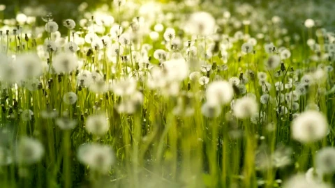 Stock Video Field Full Of Dandelions Live Wallpaper For PC - Free Live Wallpaper