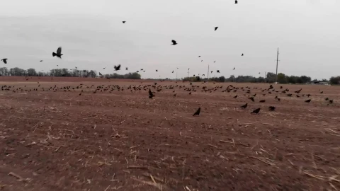 Stock Video Field For Sowing With Many Crows Taking Off Live Wallpaper For PC - Free Live Wallpaper