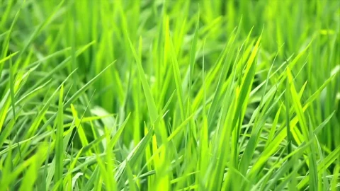Stock Video Field Full Of Lush Grass Live Wallpaper For PC - Free Live Wallpaper