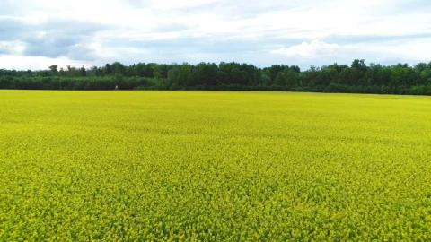 Stock Video Fiel Covered In Yellow Flowers Live Wallpaper For PC - Free Live Wallpaper