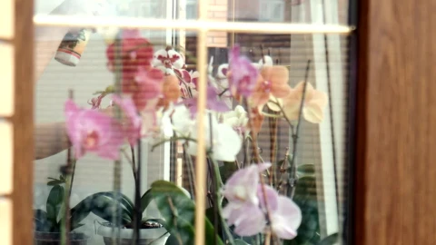 Stock Video Fertilizing The Flowers Near The Window Live Wallpaper For PC - Free Live Wallpaper