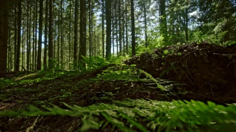 Stock Video Ferns Growing In The Forest Live Wallpaper For PC - Free Live Wallpaper