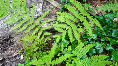 Stock Video Ferns And Ivy On The Forest Live Wallpaper For PC - Free Live Wallpaper