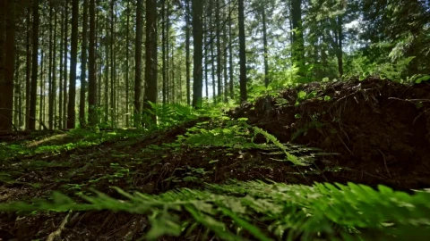 Stock Video Ferns Across A Forest Floor Live Wallpaper For PC - Free Live Wallpaper