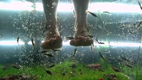 Stock Video Feet Receiving A Fishes Massage Live Wallpaper For PC - Free Live Wallpaper