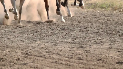 Stock Video Feet Of Horses Running On A Dirt Road Live Wallpaper For PC - Free Live Wallpaper