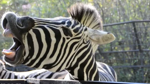 Stock Video Feeding A Zebra At The Zoo Live Wallpaper For PC - Free Live Wallpaper