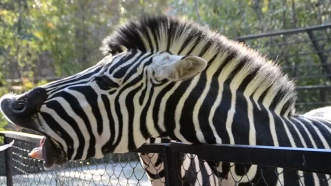 Stock Video Feeding A Zebra At A Zoo Live Wallpaper For PC - Free Live Wallpaper