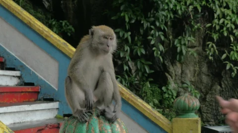 Stock Video Feeding A Monkey In Malaysia Live Wallpaper For PC - Free Live Wallpaper
