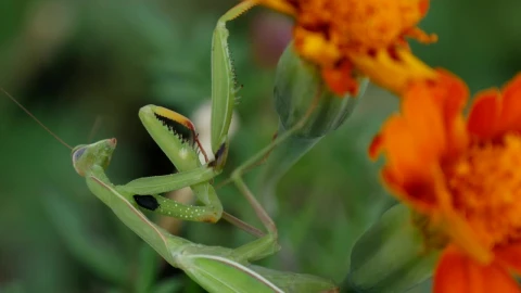 Stock Video Feeding A Green Mantis With A Fly Live Wallpaper For PC - Free Live Wallpaper