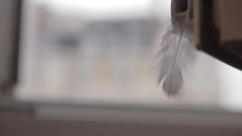 Stock Video Feather Blowing In The Breeze Live Wallpaper For PC - Free Live Wallpaper