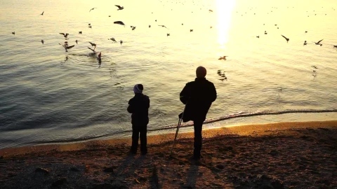 Stock Video Father And Son Feeding Seagulls On The Shore Of A Live Wallpaper For PC - Free Live Wallpaper