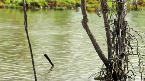 Stock Video Fast Moving Swamp Water Live Wallpaper For PC - Free Live Wallpaper
