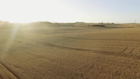 Stock Video Farmland Ready For Harvesting Live Wallpaper For PC - Free Live Wallpaper
